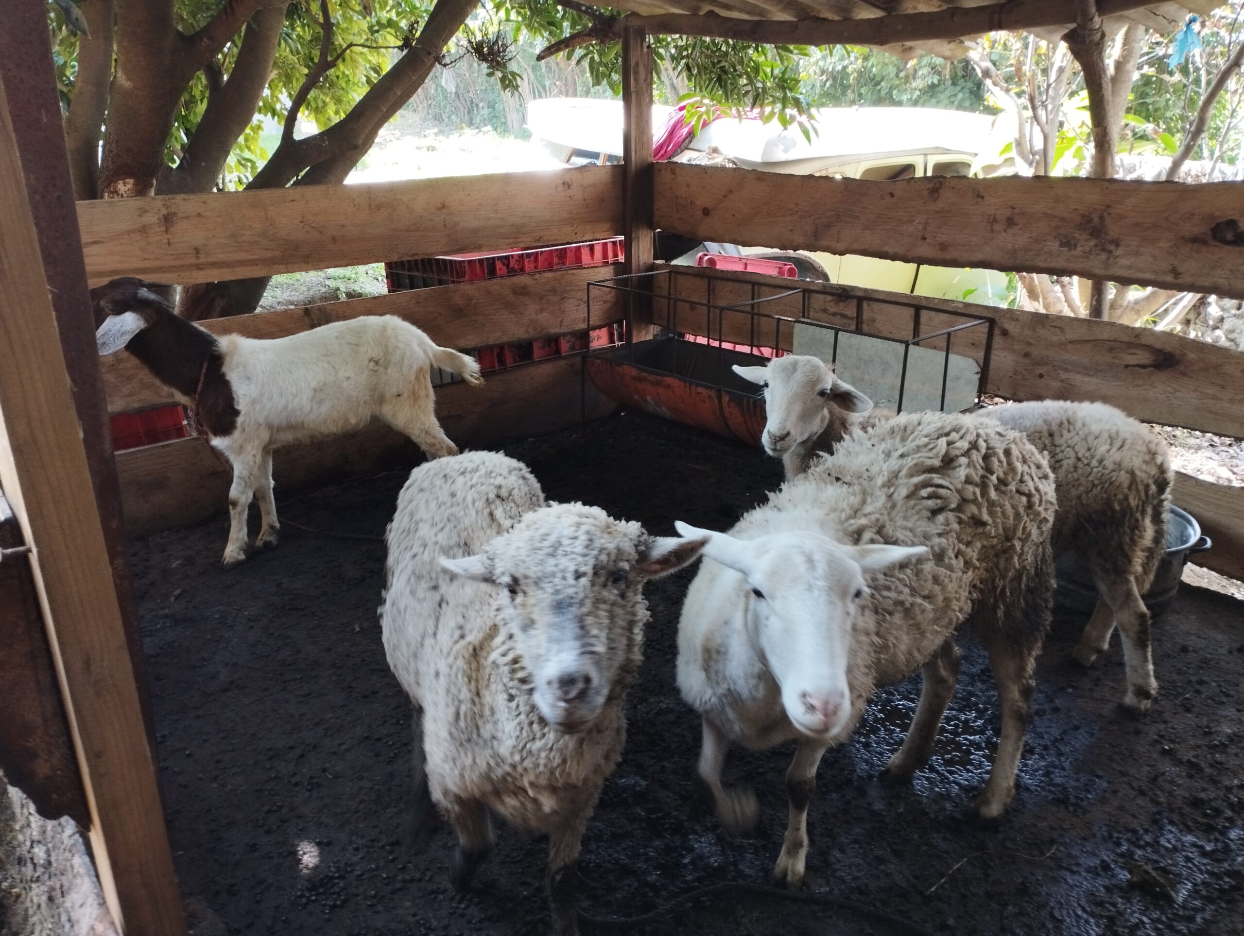 Mexico, Addictions. The Farms of the Shelter of Hope