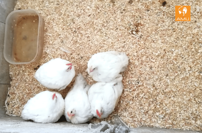 Jamil alleva e macella polli in Siria