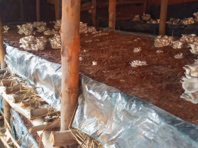 Burundi: coltivare funghi con il microcredito comunitario