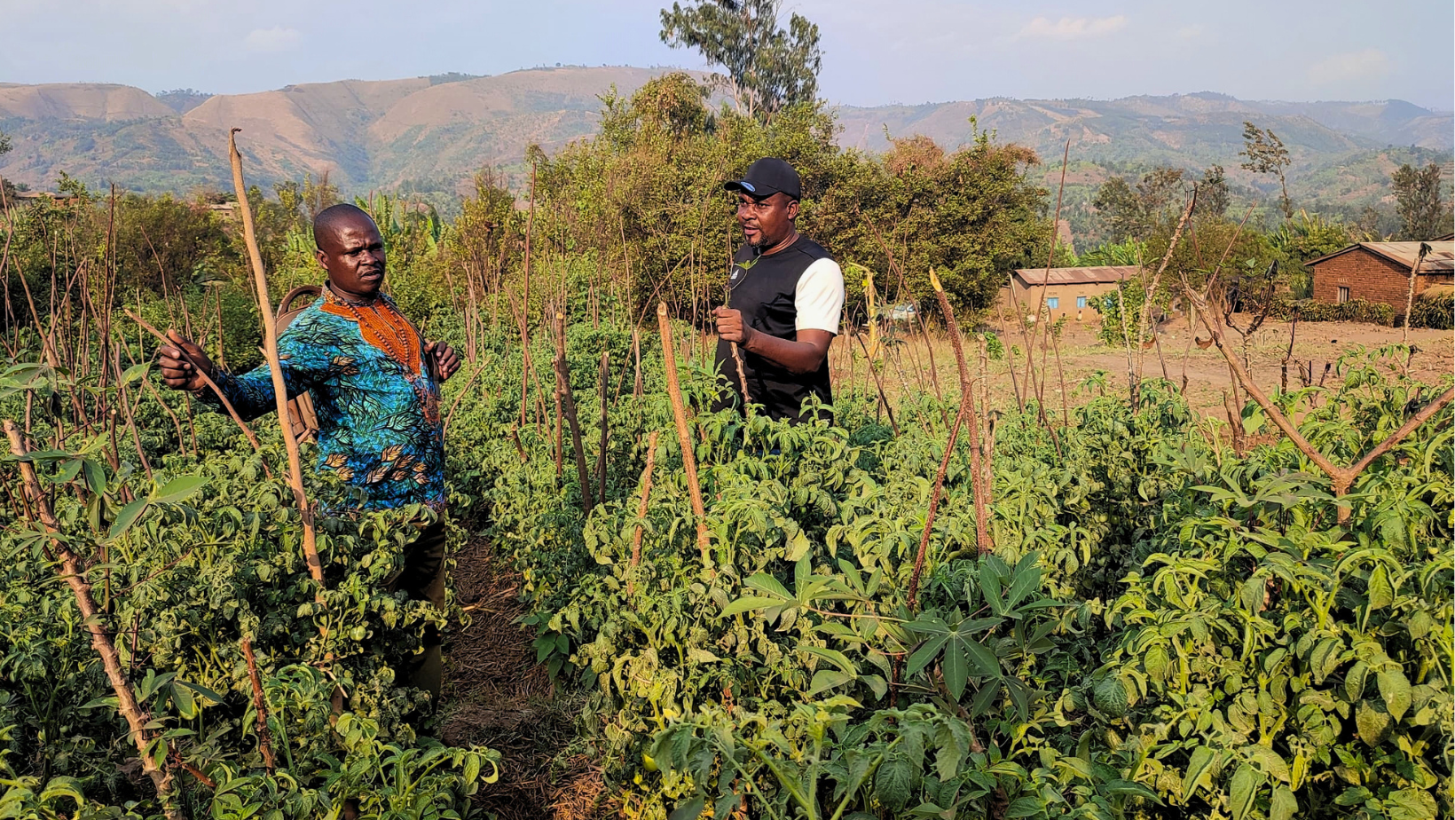 Due uomini in piedi in un lussureggiante campo agricolo verde in Burundi. L'uomo a sinistra, con una maglia a motivi blu e arancioni, sta ispezionando una pianta. L'uomo a destra indossa un cappellino da baseball nero e una maglietta a due colori. Sullo sfondo ci sono colline e piccole abitazioni rurali sotto un cielo limpido.