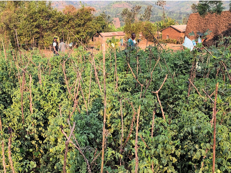 Campo coltivato e rigoglioso in Burundi concimato con il fertilizzante delle latrine ecologiche.